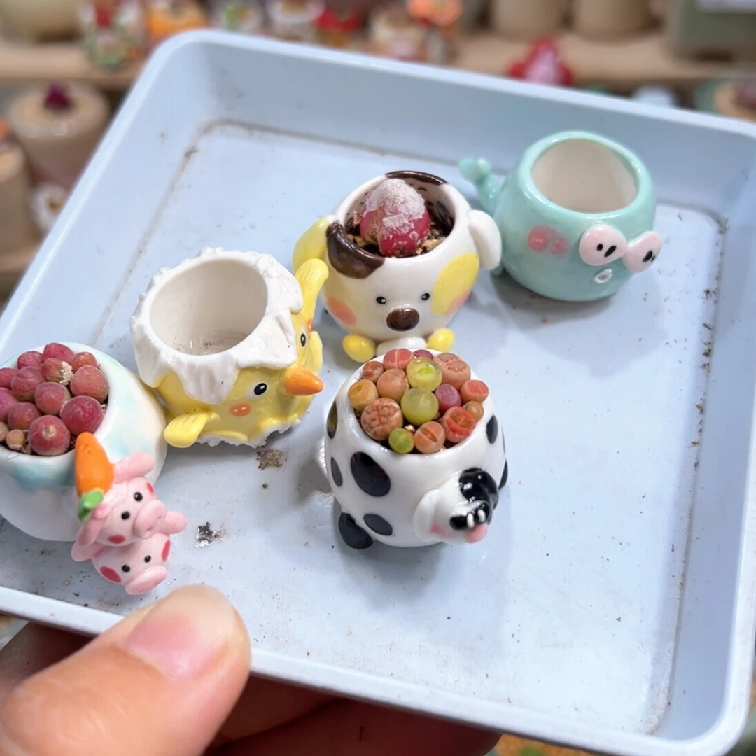 顺**麻多肉植物21号拇指盆