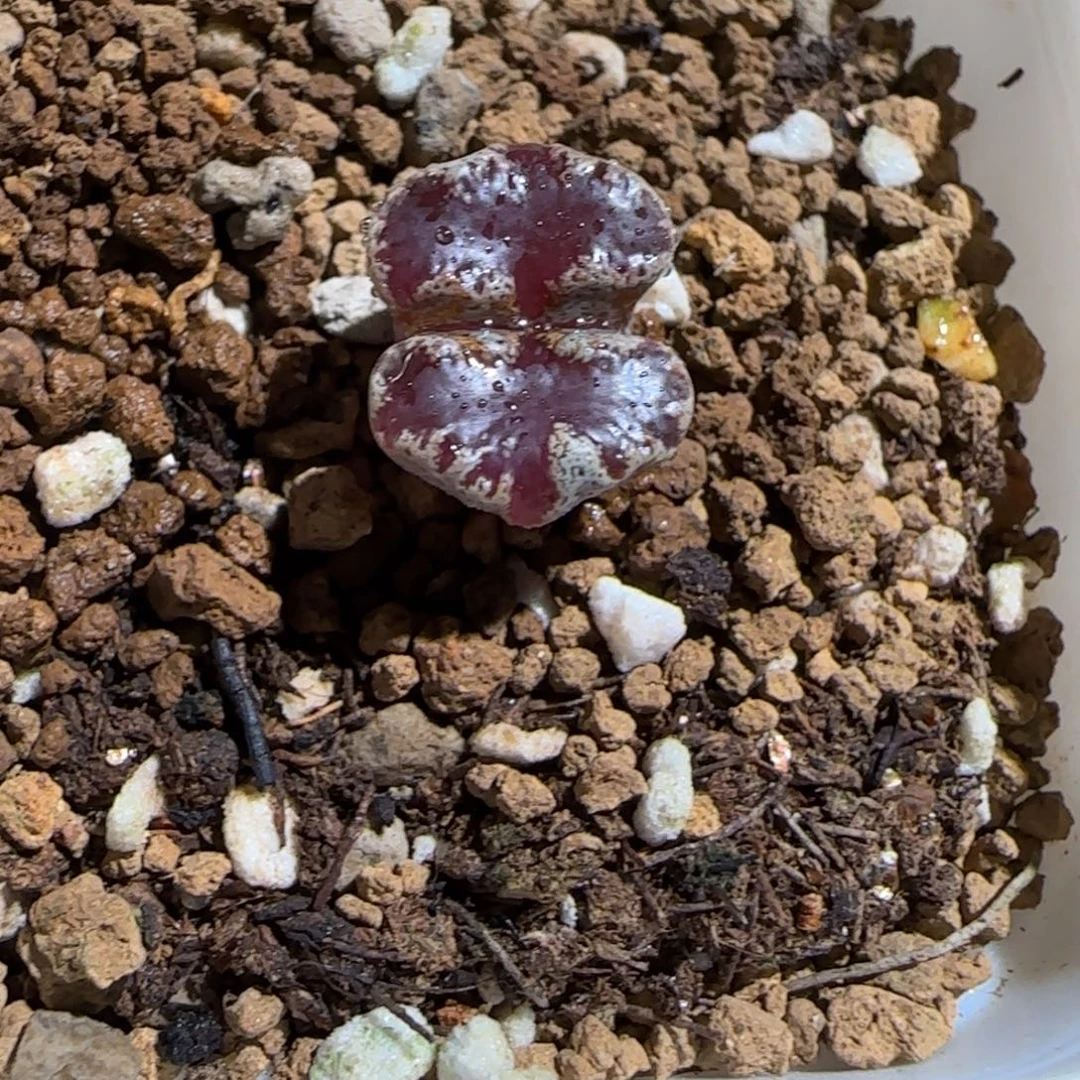 肉锥多肉植物组合-蝴蝶1154