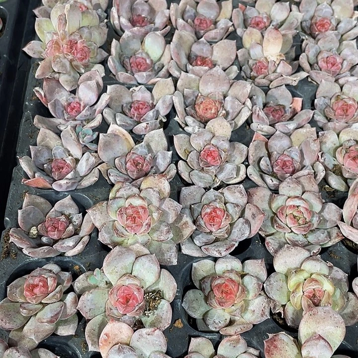 3颗一组小红琥珀3颗