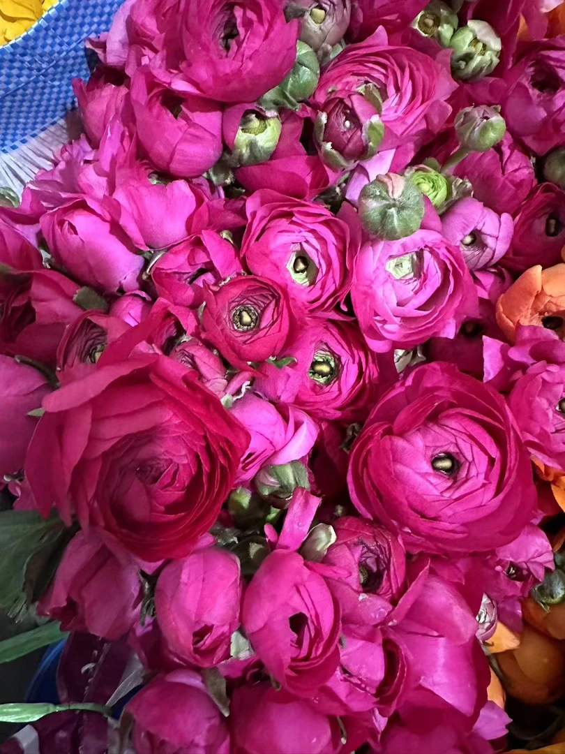 【A缘欣鲜花】洋牡丹(2—4)单包邮