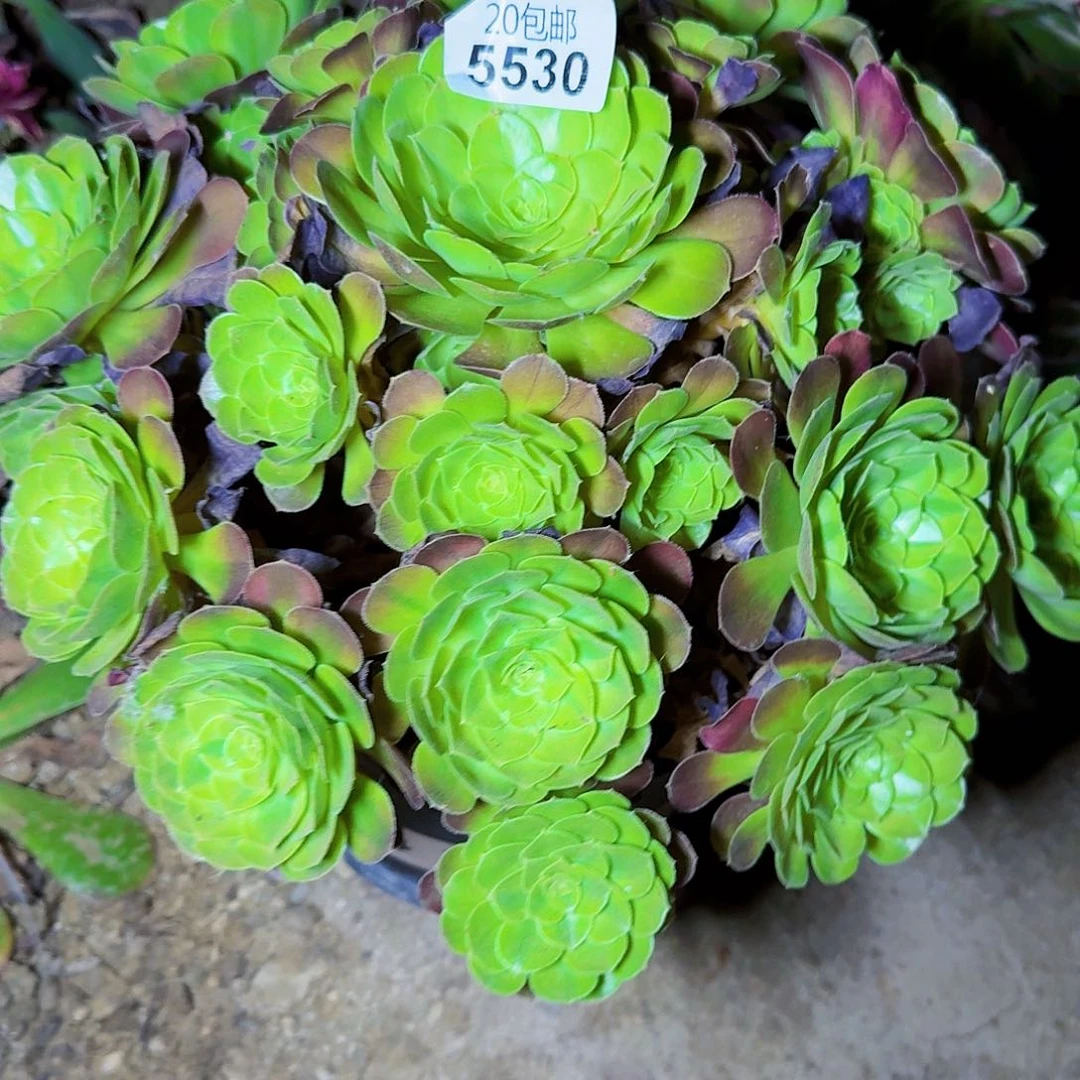 吻***天发货5530轮回啊啊啊啊