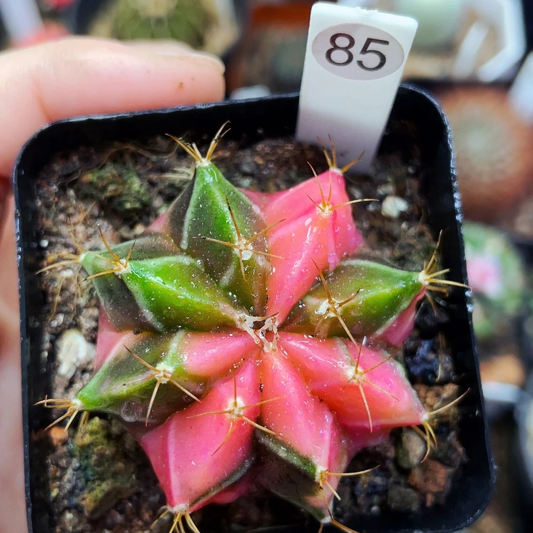 非偏远地区25包邮仙人球