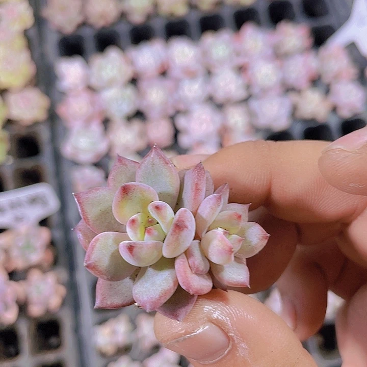 夜魔侠【满10颗包邮】