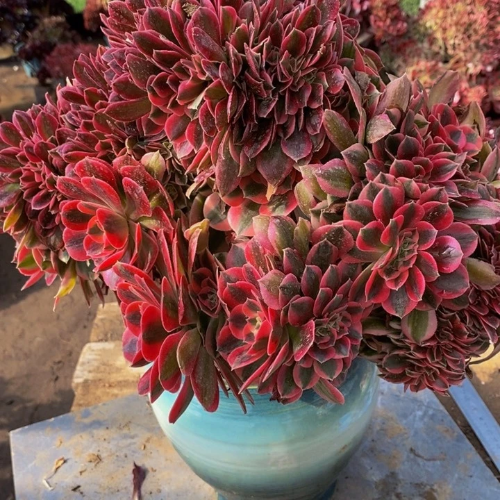 粉女巫一颗多肉植物