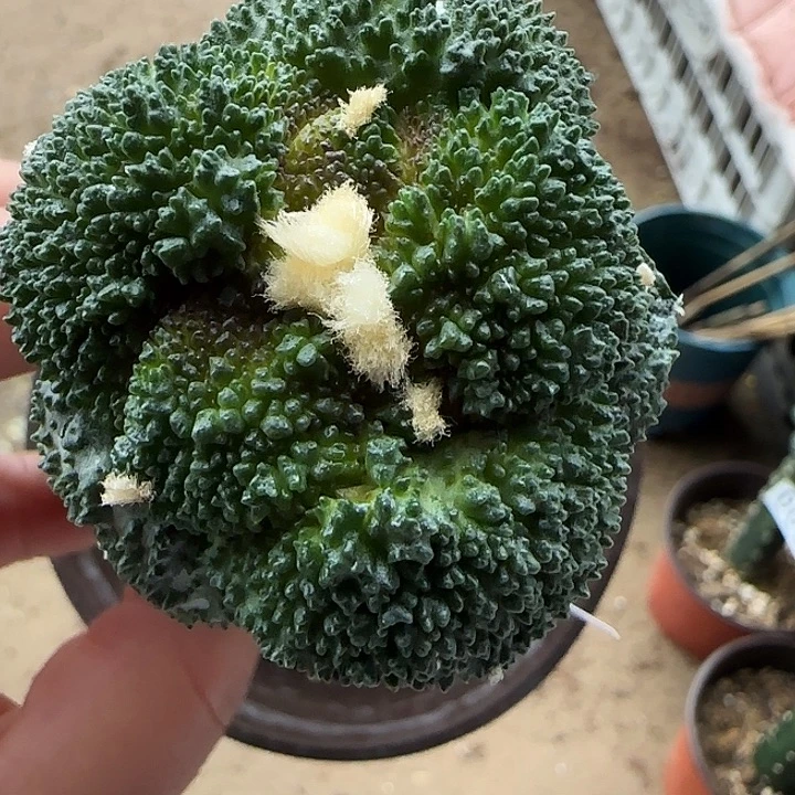 苗接哥斯拉炸尤011