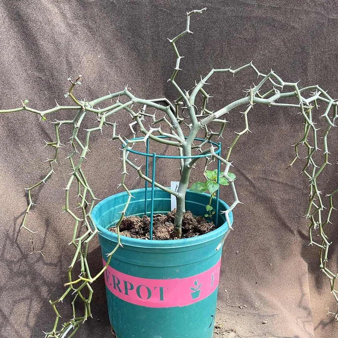 潮流植物 弯曲龙 树型大漏