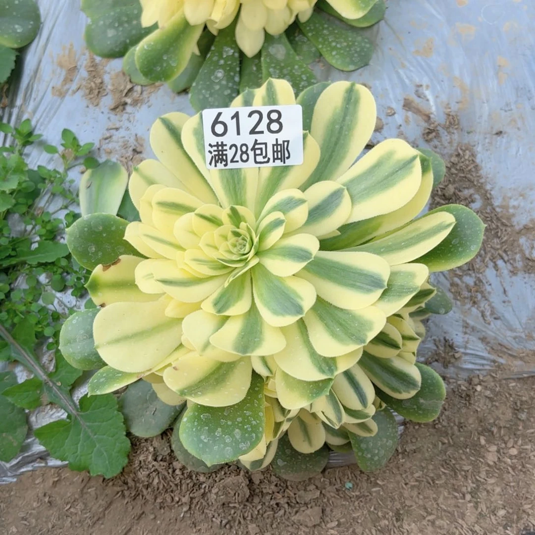 F. 6128辛尼雅多肉