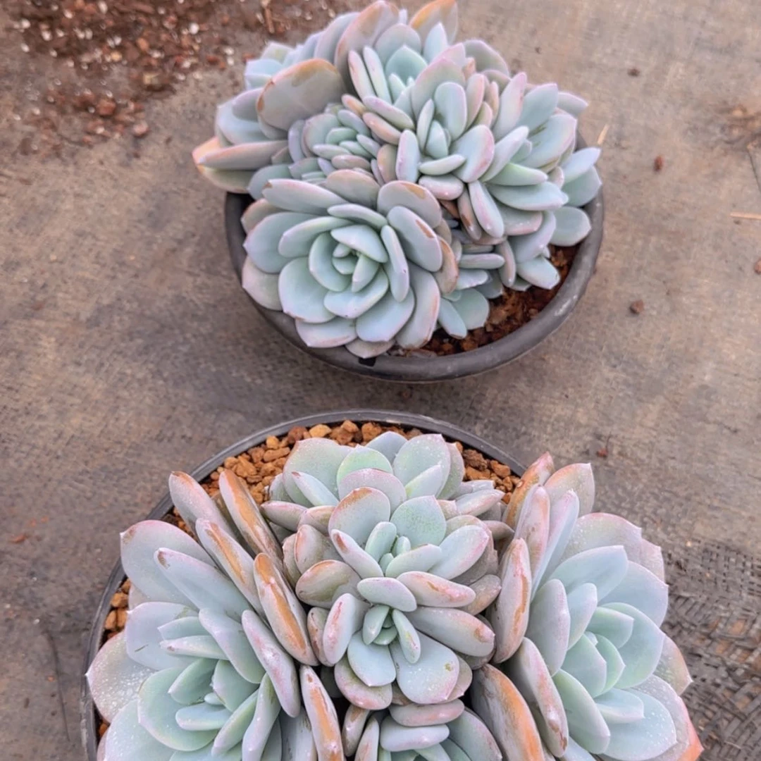 【闪购商品】铭*曦两个大奶茶499