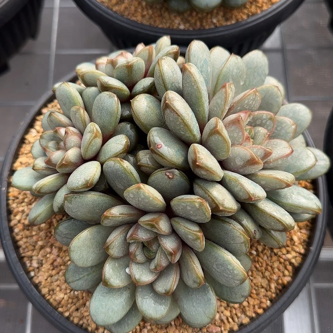 从前慢花园精选葡萄大