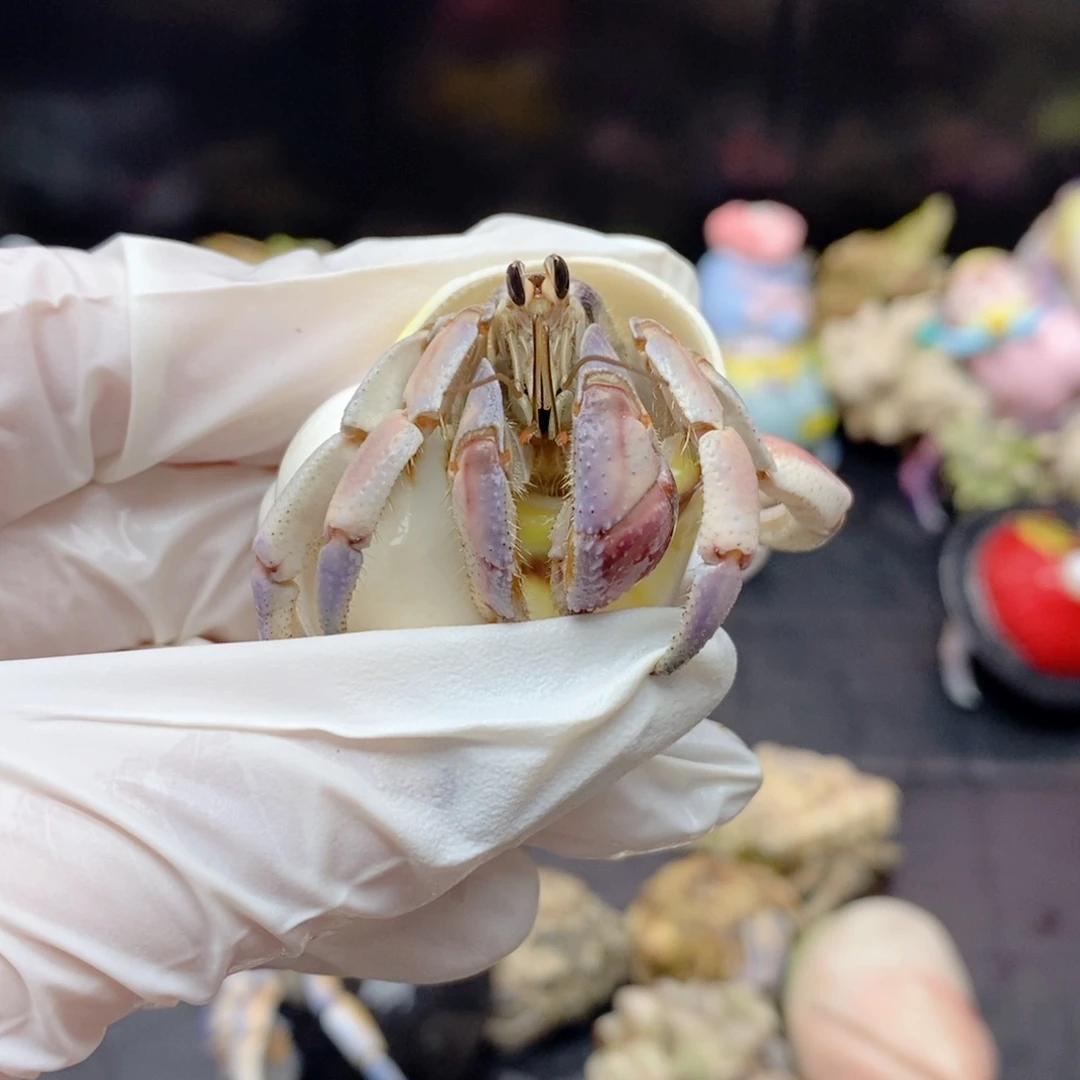 福利10:浅紫粉紫陆2.1口径