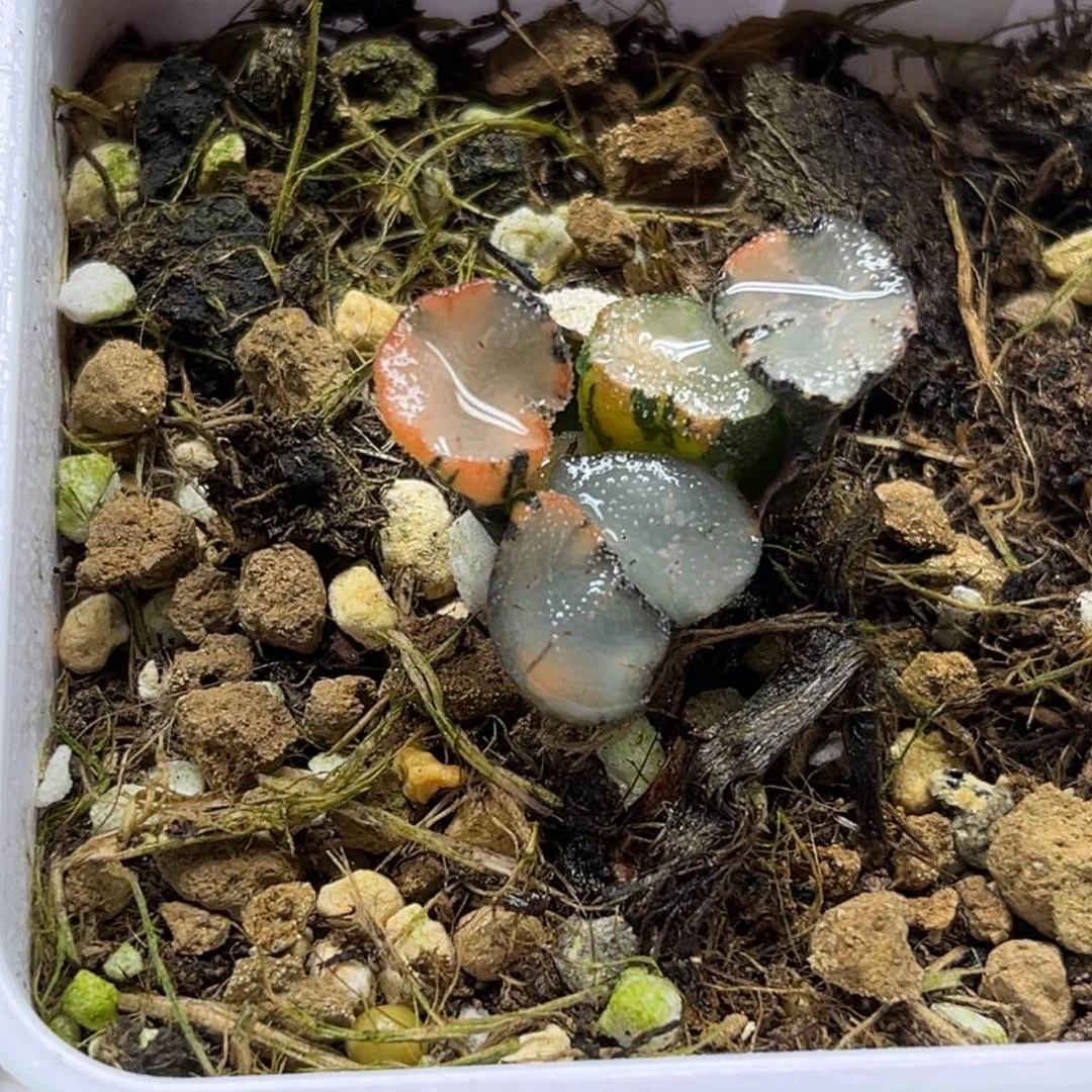 29不知名万象锦福利专场