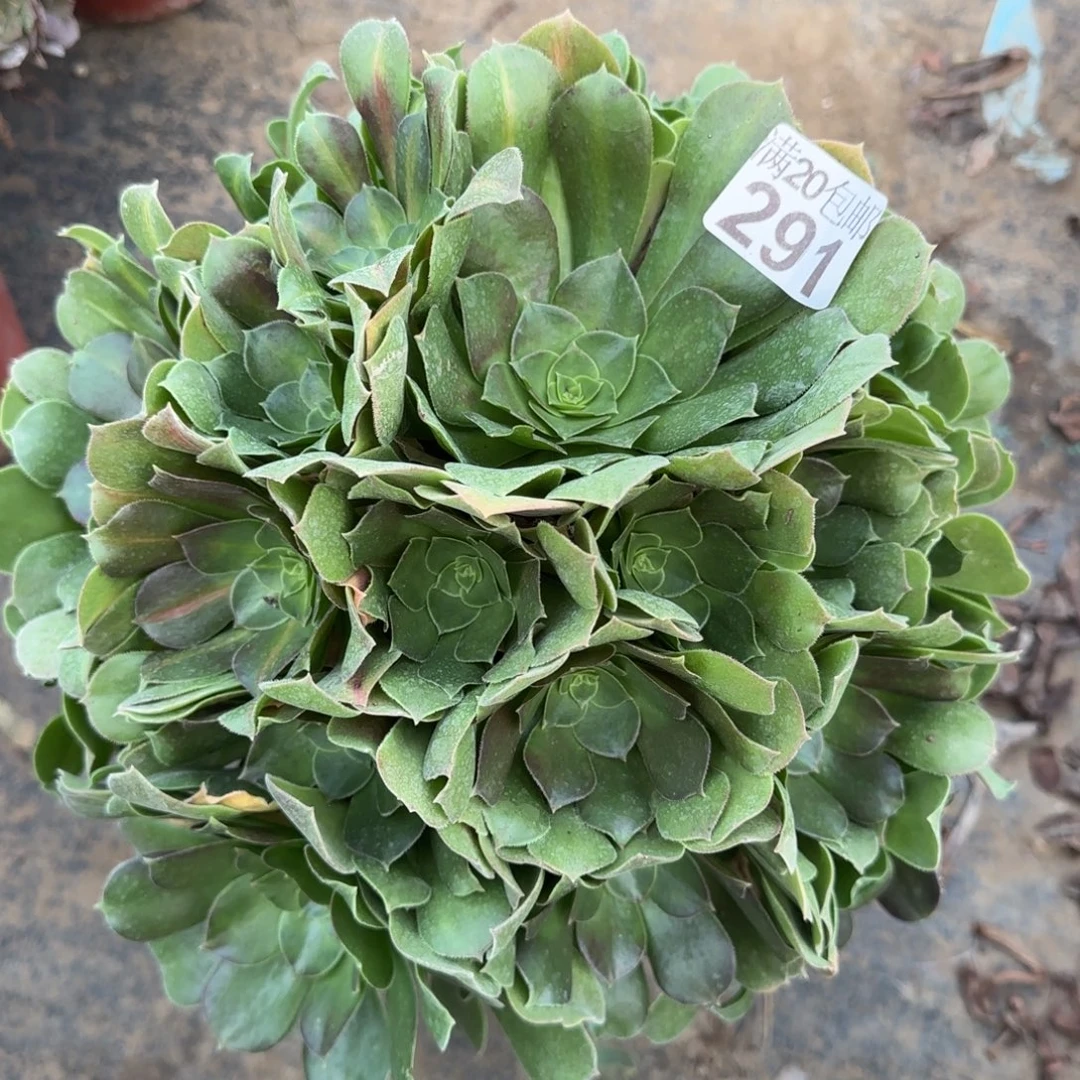 女中291满20包邮断枝不包