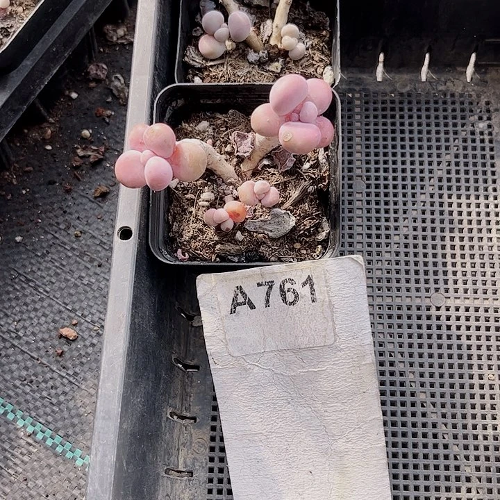 8*姐761密密麻麻密密麻麻