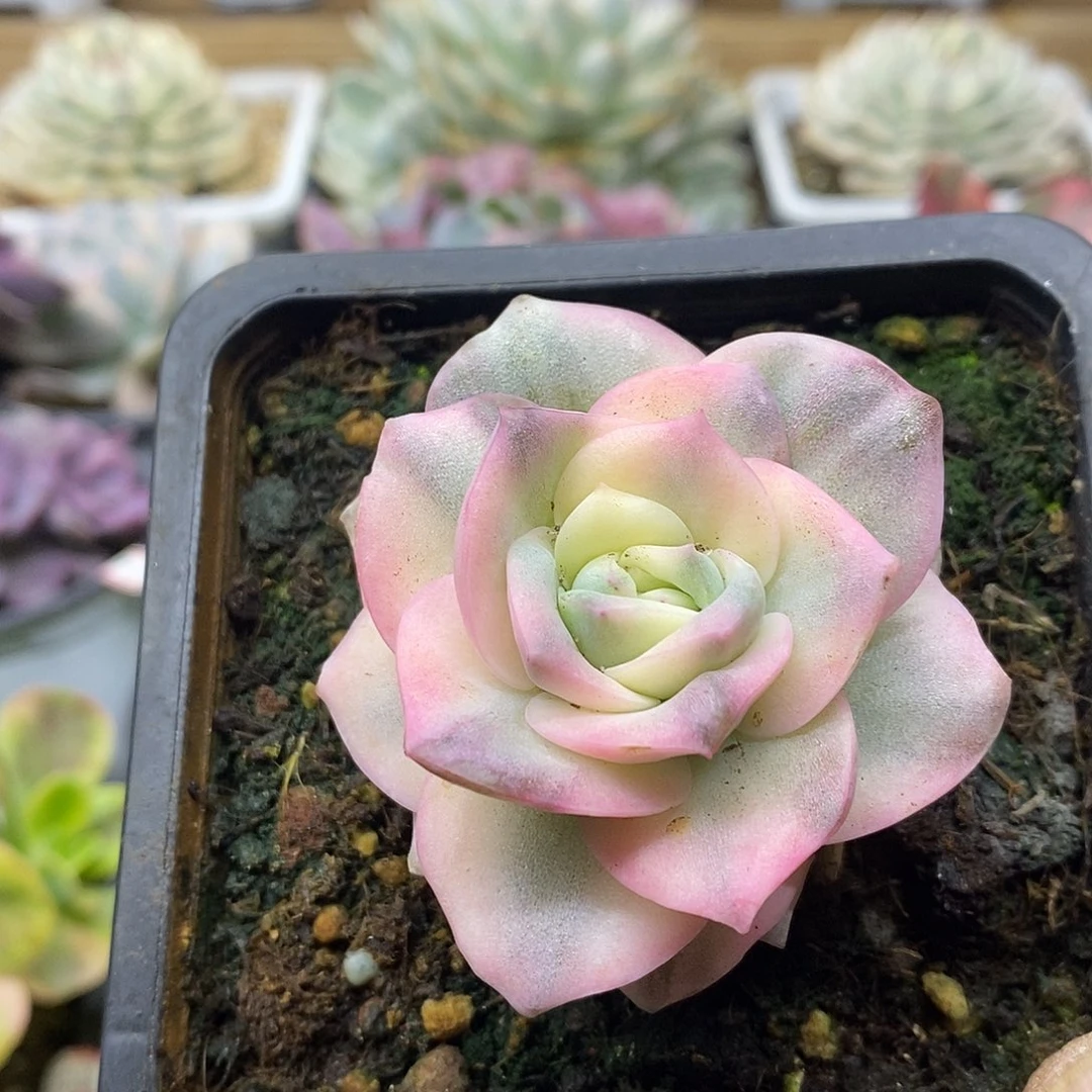 3119 可爱玫瑰彩锦 需延时发货