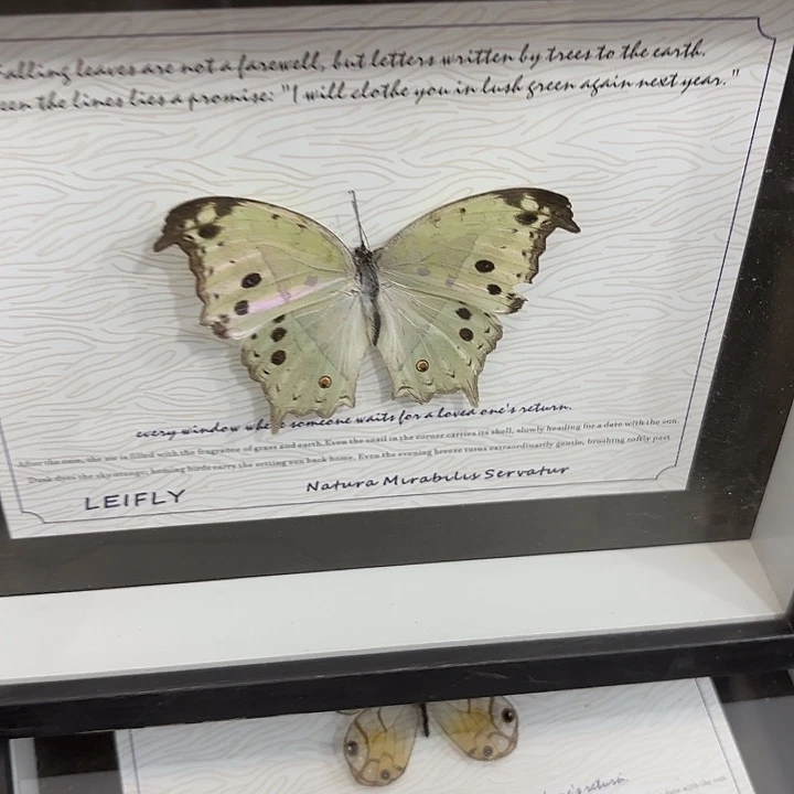 b***o蝴蝶标本定制版118