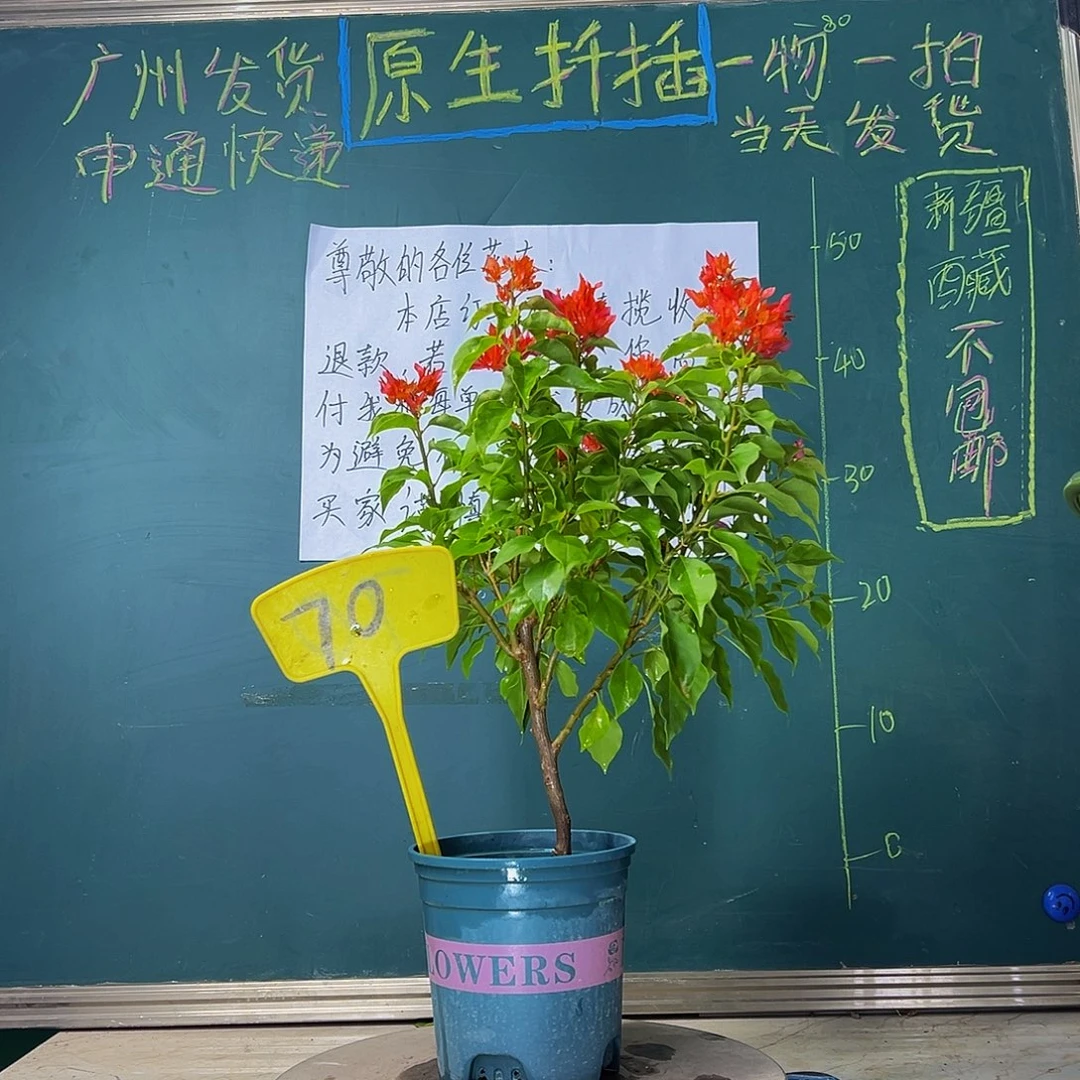 当前无花栽培后可以开花  红狐狸  70