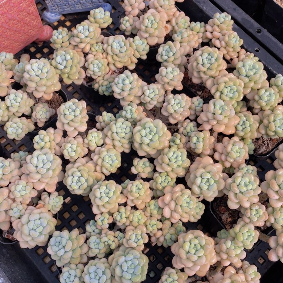 量拍1号 洛可可老桩高腿大群生6头起一个