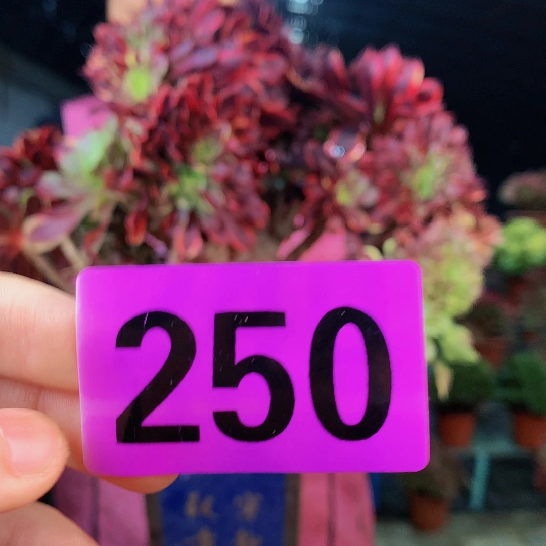 Ssssssssssssssss250