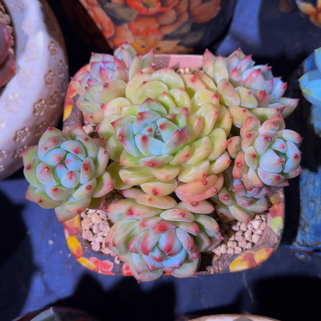 白拉糖 群生 一物一拍