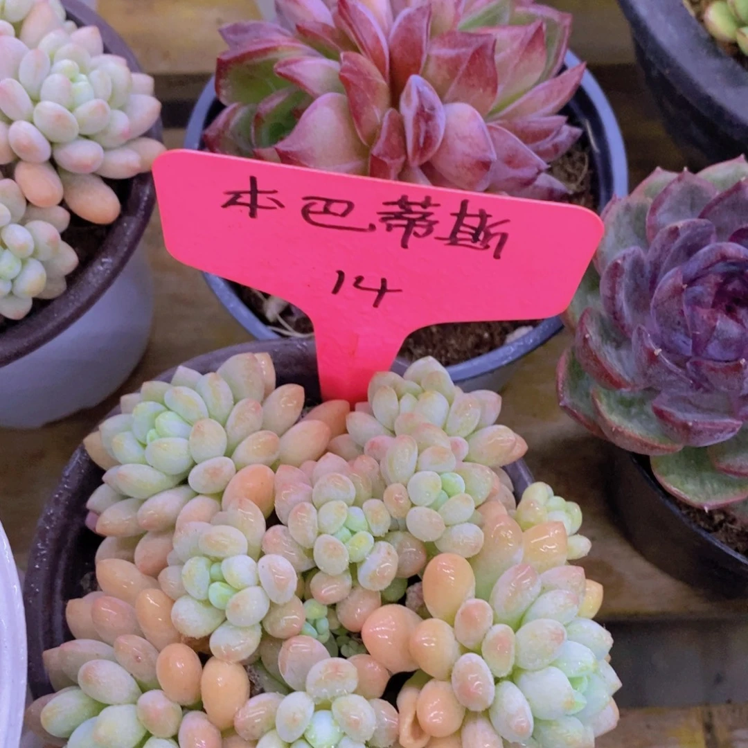 开心多肉，7号晚间福利场