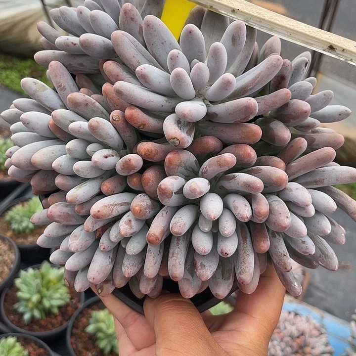 大叶汤圆多肉植物86