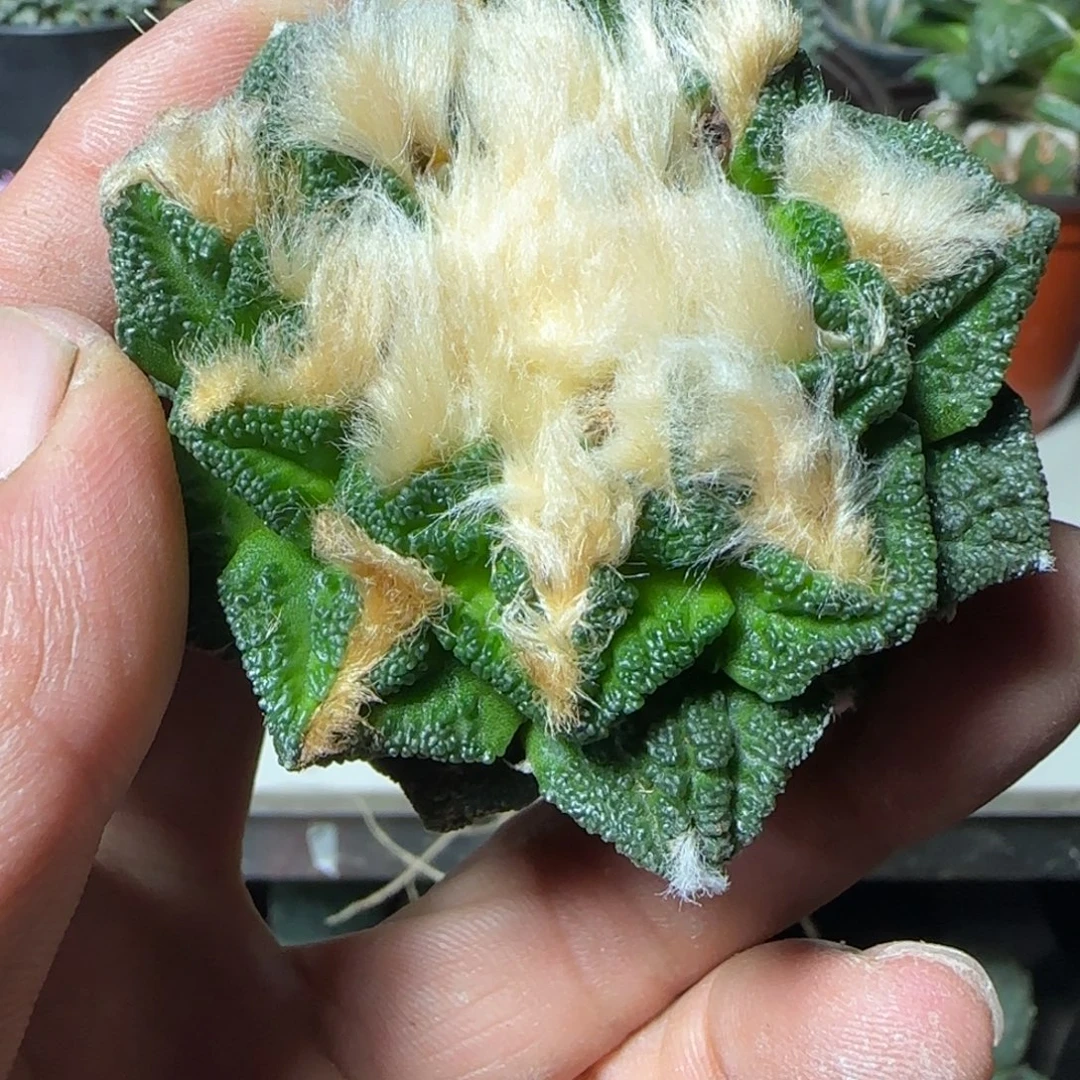 怀***念无花朵选一棵带花苞辛顿