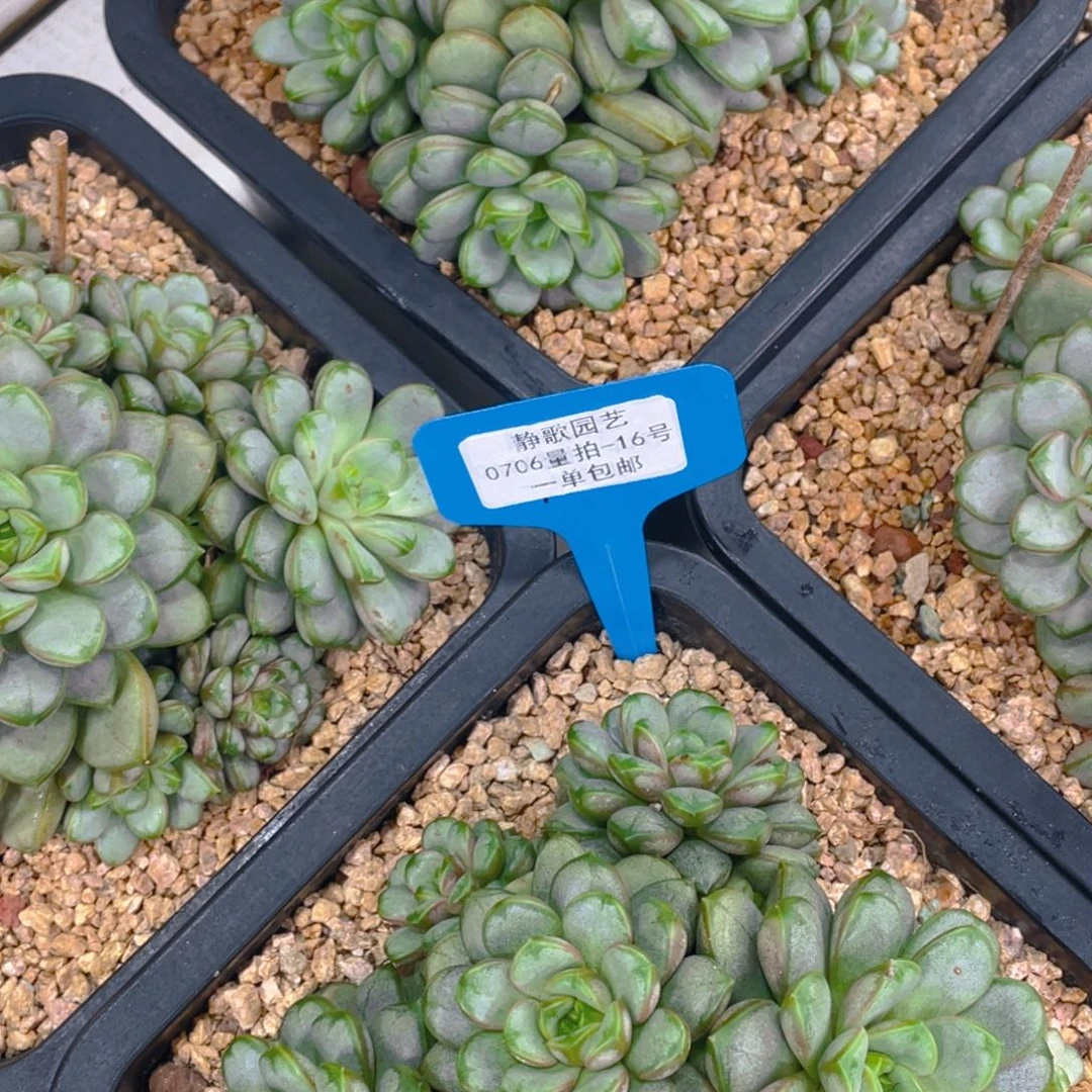 0706-16-大群老桩葡萄一刻