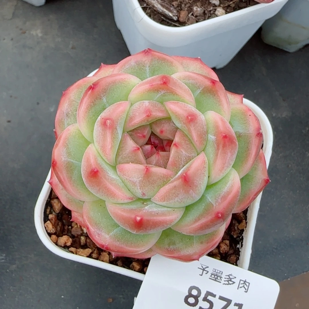 雪柠美人，8571多肉植物