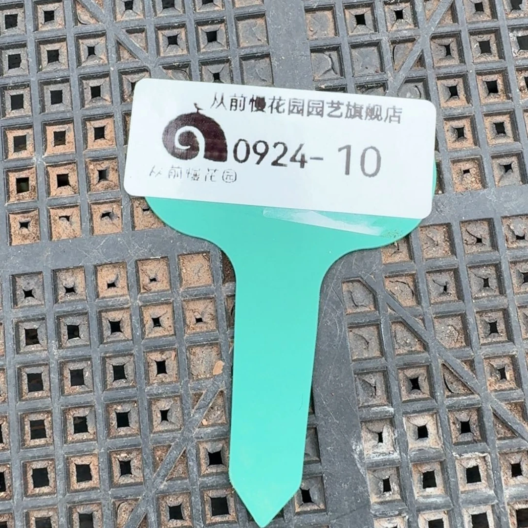 从前慢花园精品多肉编号0924.10