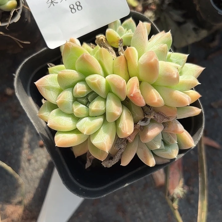 战后88呀呀呀呀呀呀呀呀