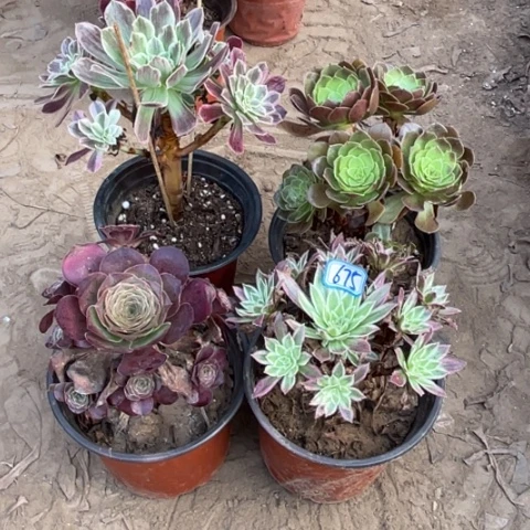 675多肉植物组合，