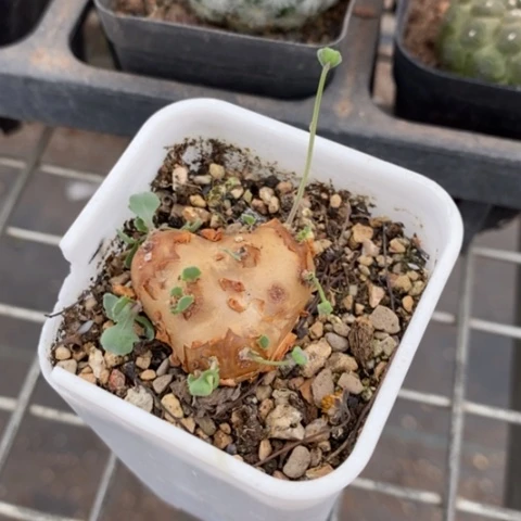 格加厚顿菊2仙人球