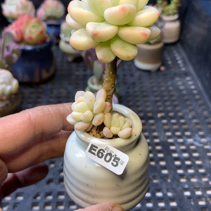 E605一物一拍连盆发