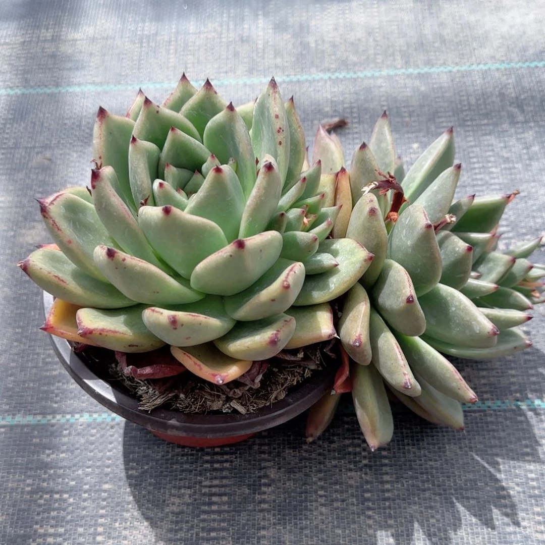 云***轻红颜密语大双头多肉植物