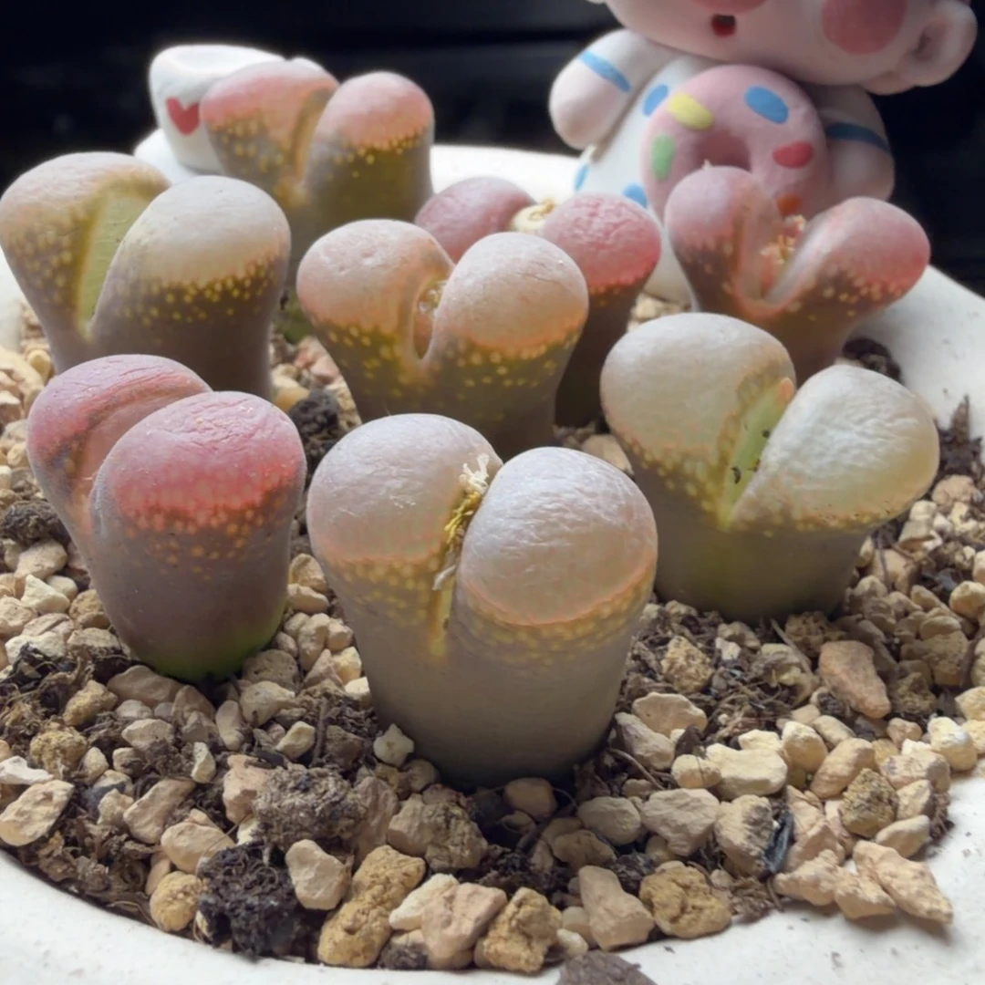 福利精品母本福利8颗