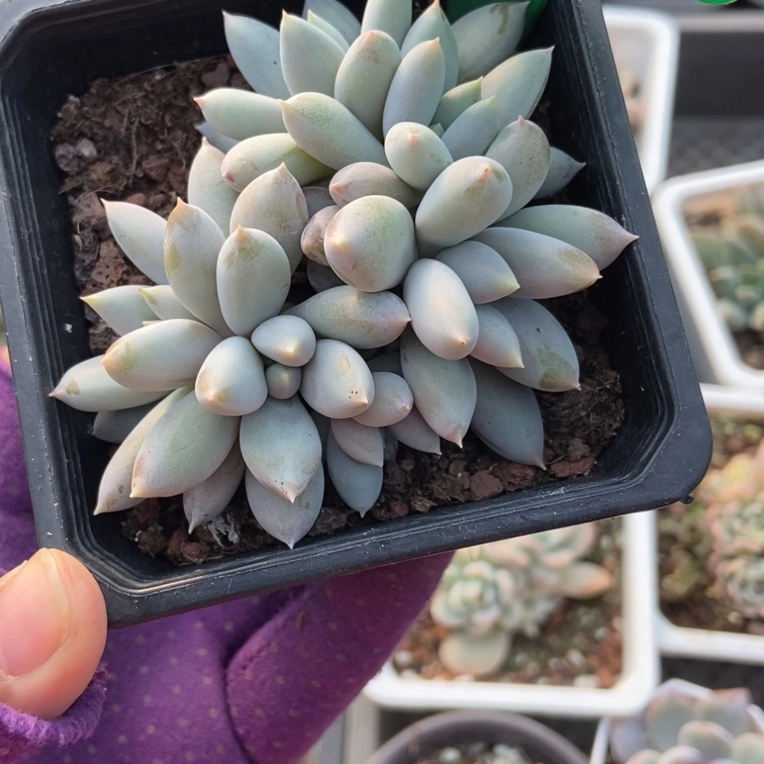 3072哥特多肉植物