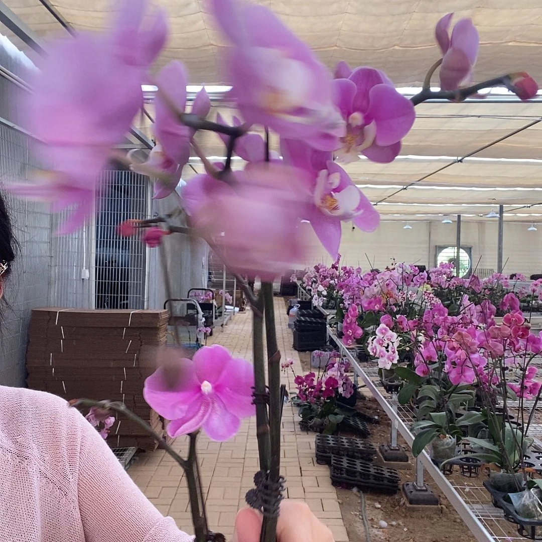 完全开放安娜2棵福利222