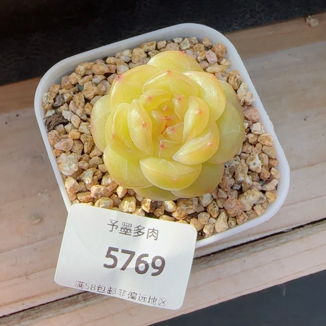 黄透珍妮，5769多肉植物