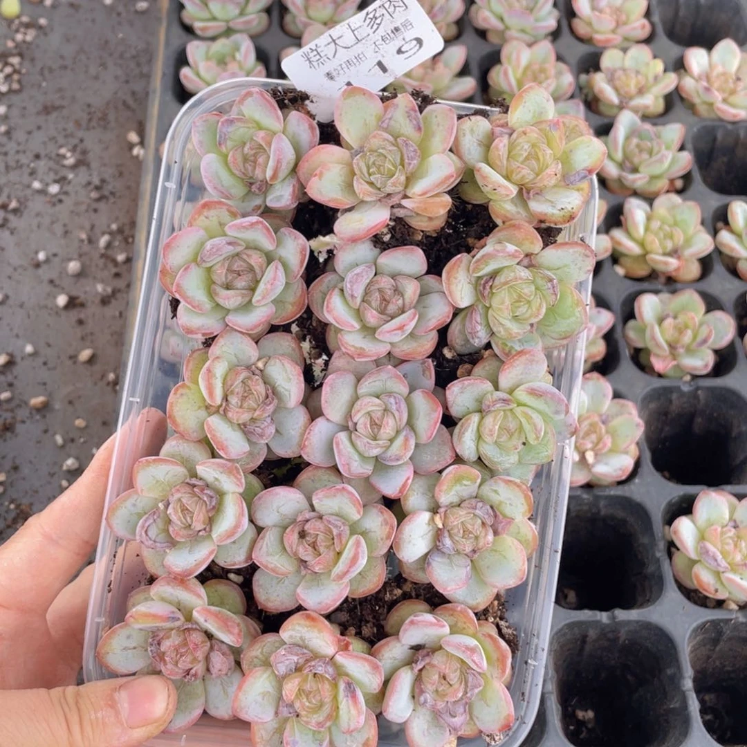 糕大上多肉植物119