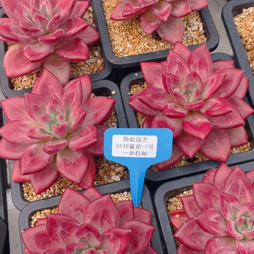 0618-7-全状态赫菲斯托老桩单头一颗