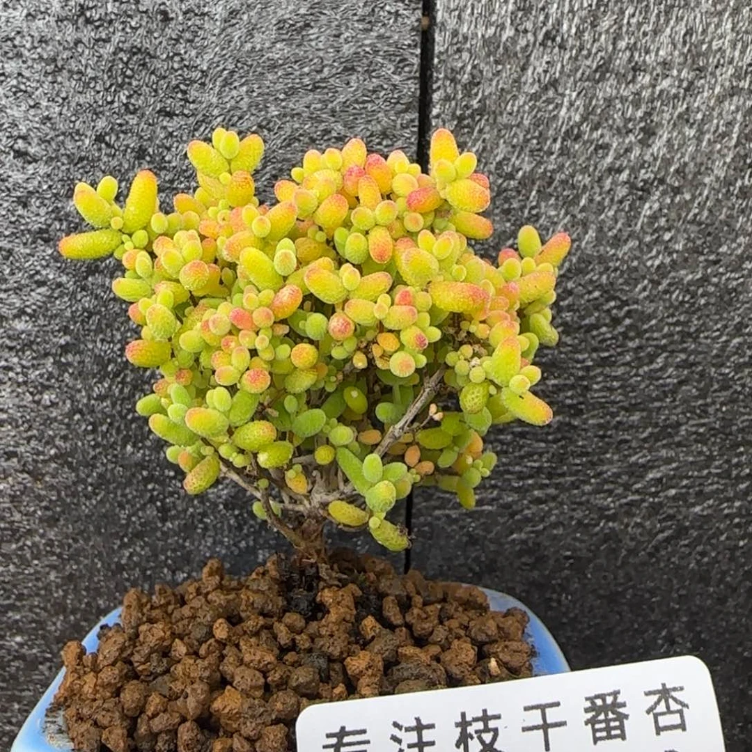 dy0378精控蜜橘粉樱桃带盆
