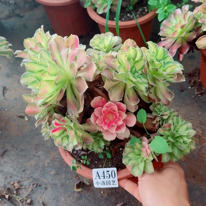 450号韶华缀化法师植物