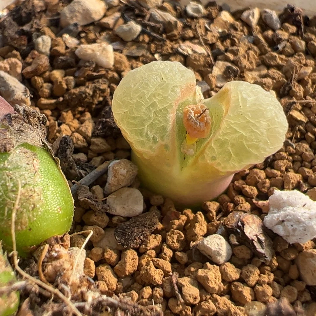 犇**械32多肉植物百科知识