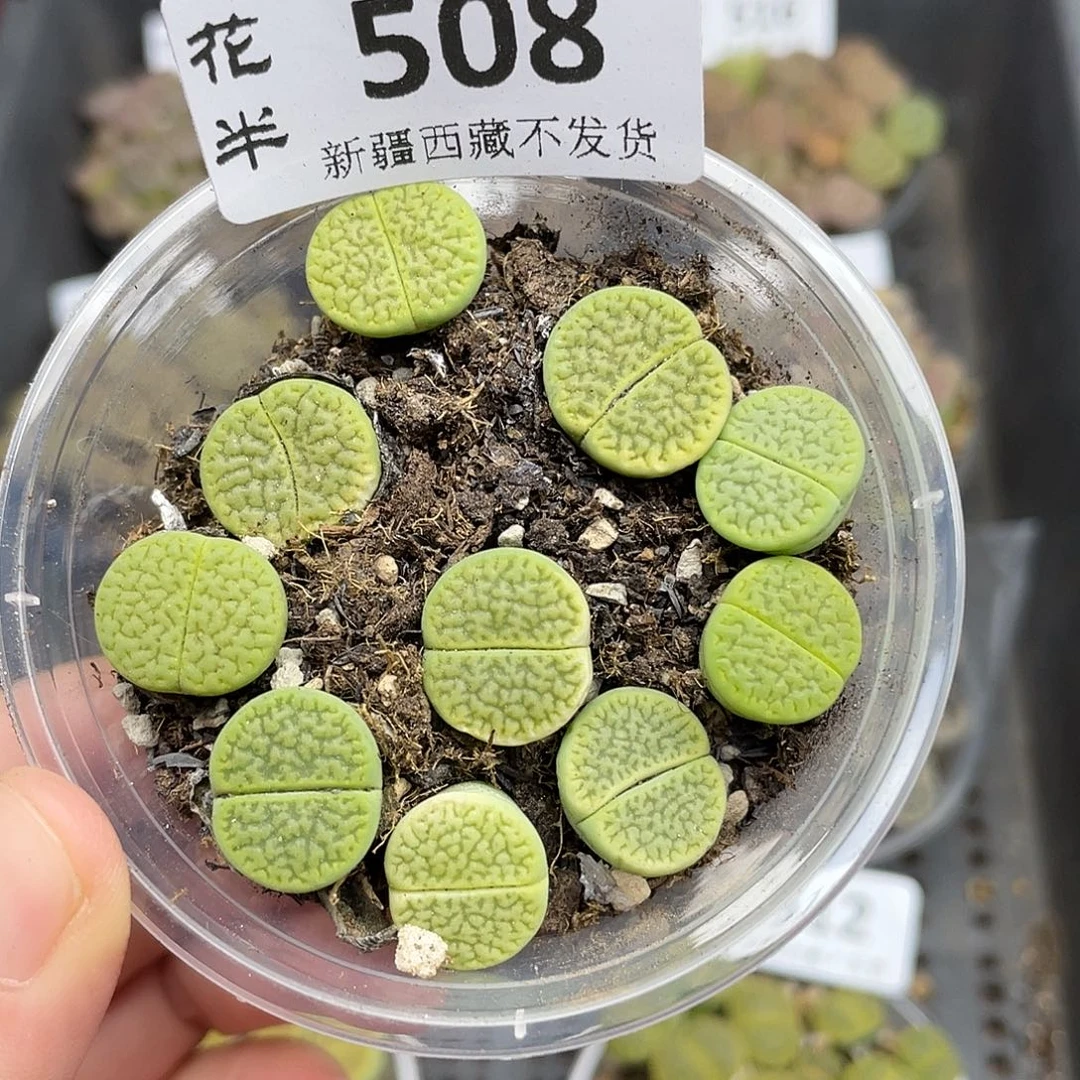 508000000花花花花花花