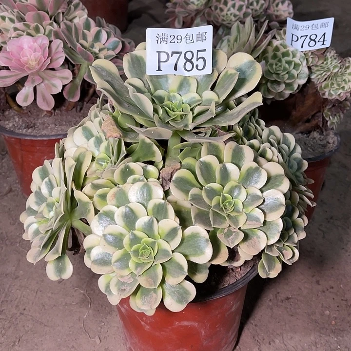 785绿豆沙多肉植物