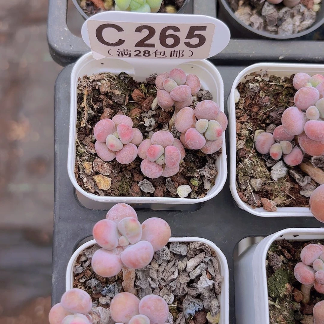 C265腰子蛋一物一拍