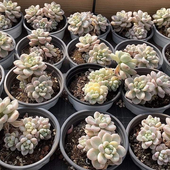 43劳尔锦 群生福利多多