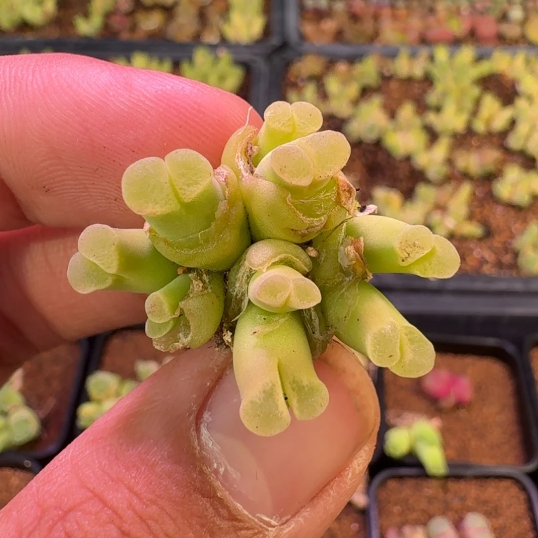 云缦精品番杏20.6   9头粉绒窗佛肚