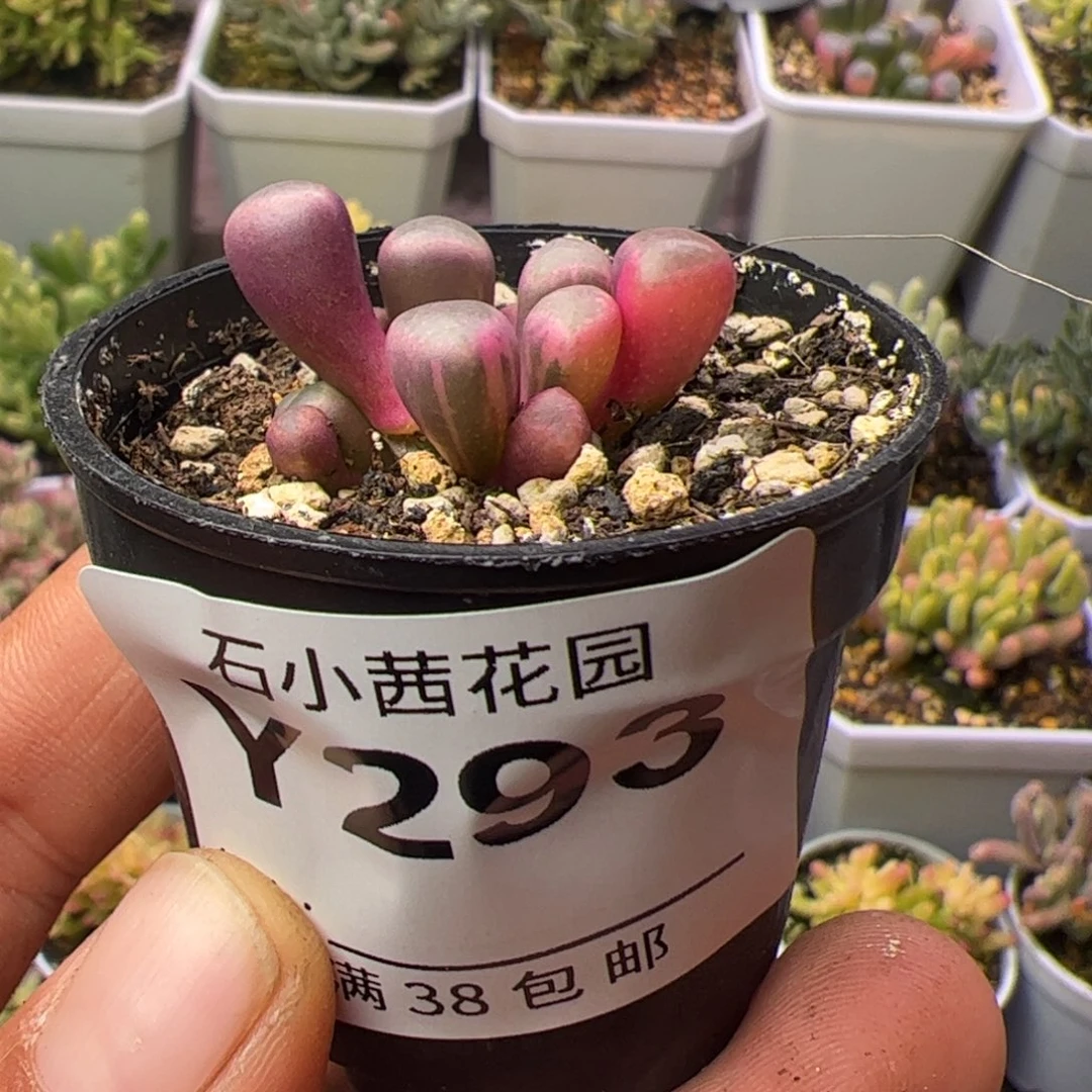 多肉植物五十铃玉锦