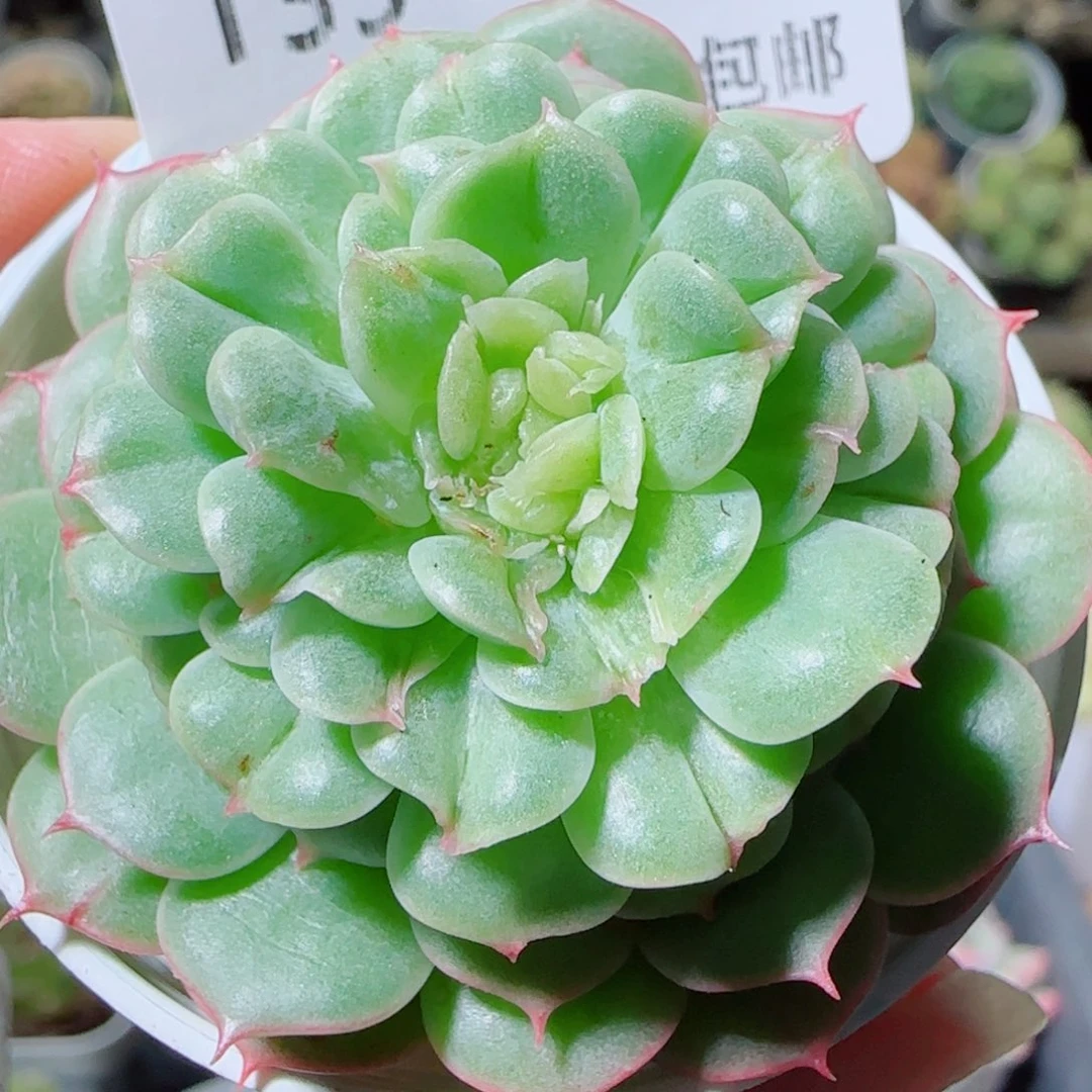 花语逸镜1021-139海王